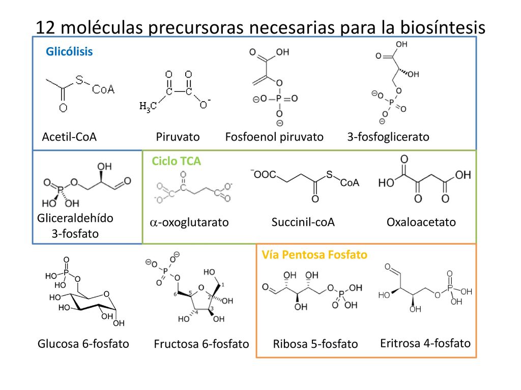 molecula precursora de la glucosa molecula precursora de la glucosa